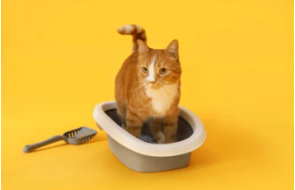 Happy orange cat sitting in a clean litter box